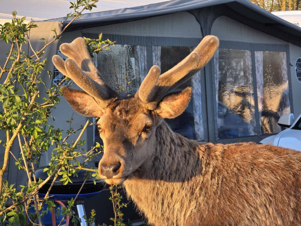 REHBOCK AUF CAMPINGPLATZ